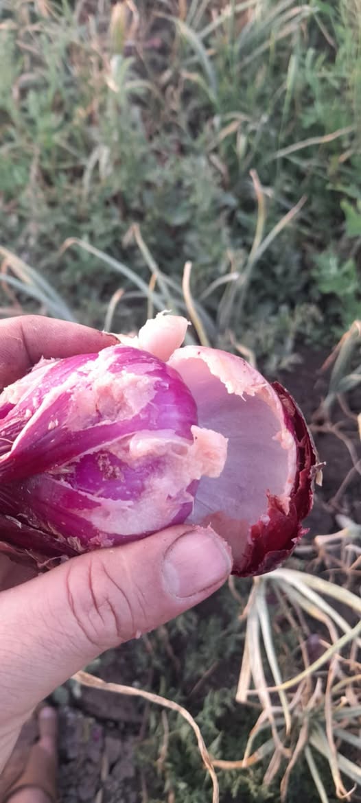 السلام عليكم ورحمه الله وبركاته بعد اذنكم ماهو علاج عفن الرقبه في البصل